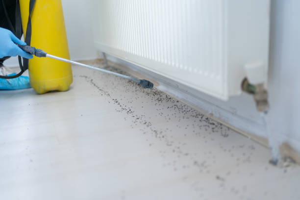 Best Cockroach Control Services  in Celoron, NY